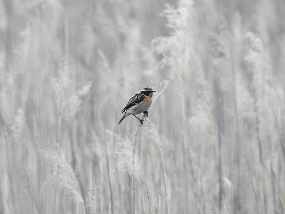 Whinchat - ML581547801