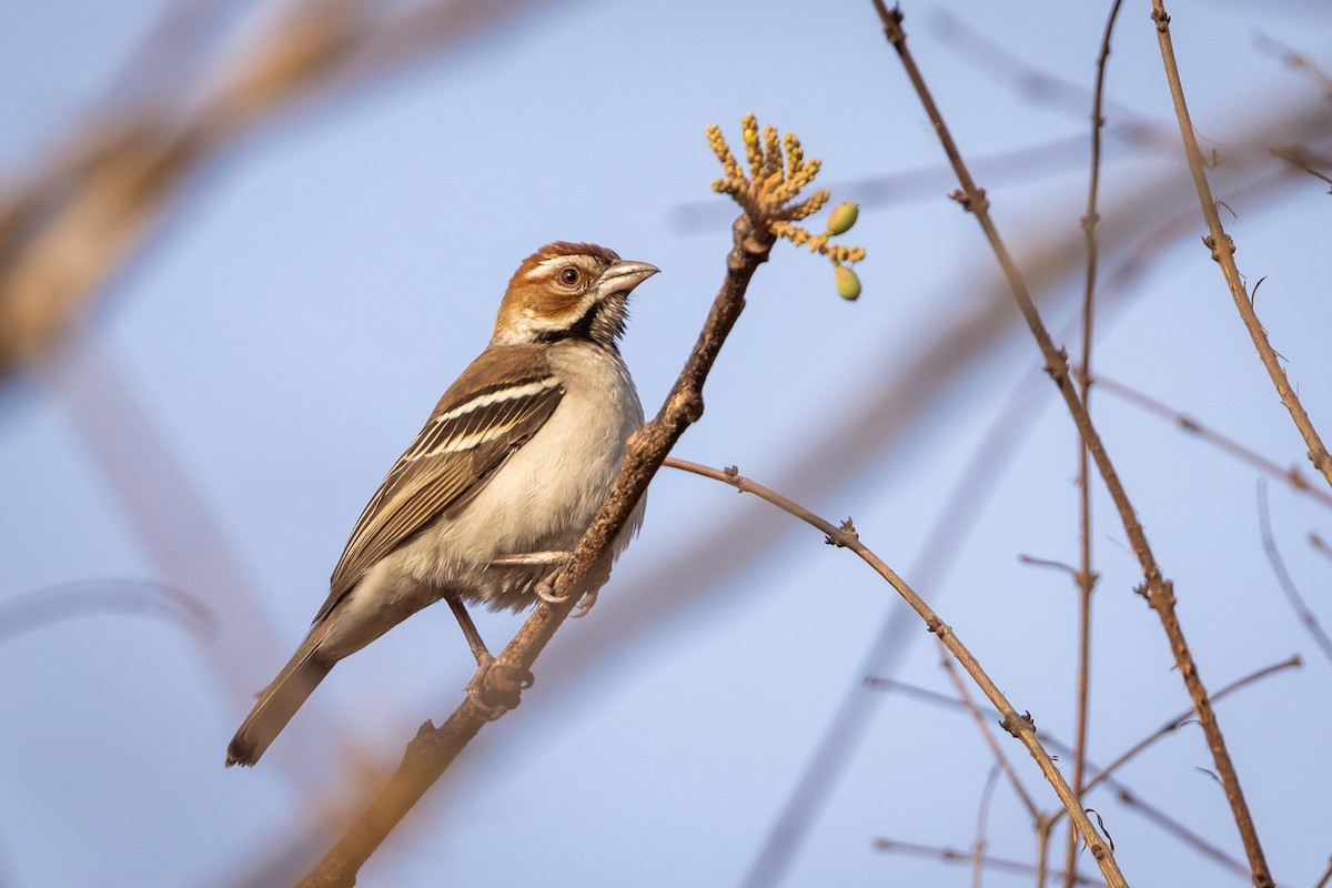 Chestnut-crowned Sparrow-Weaver - ML581553911
