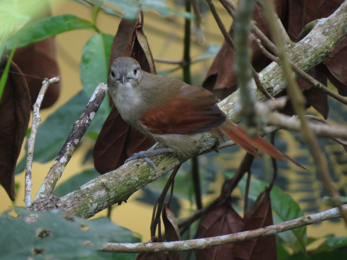 Plain-crowned Spinetail - ML58155421