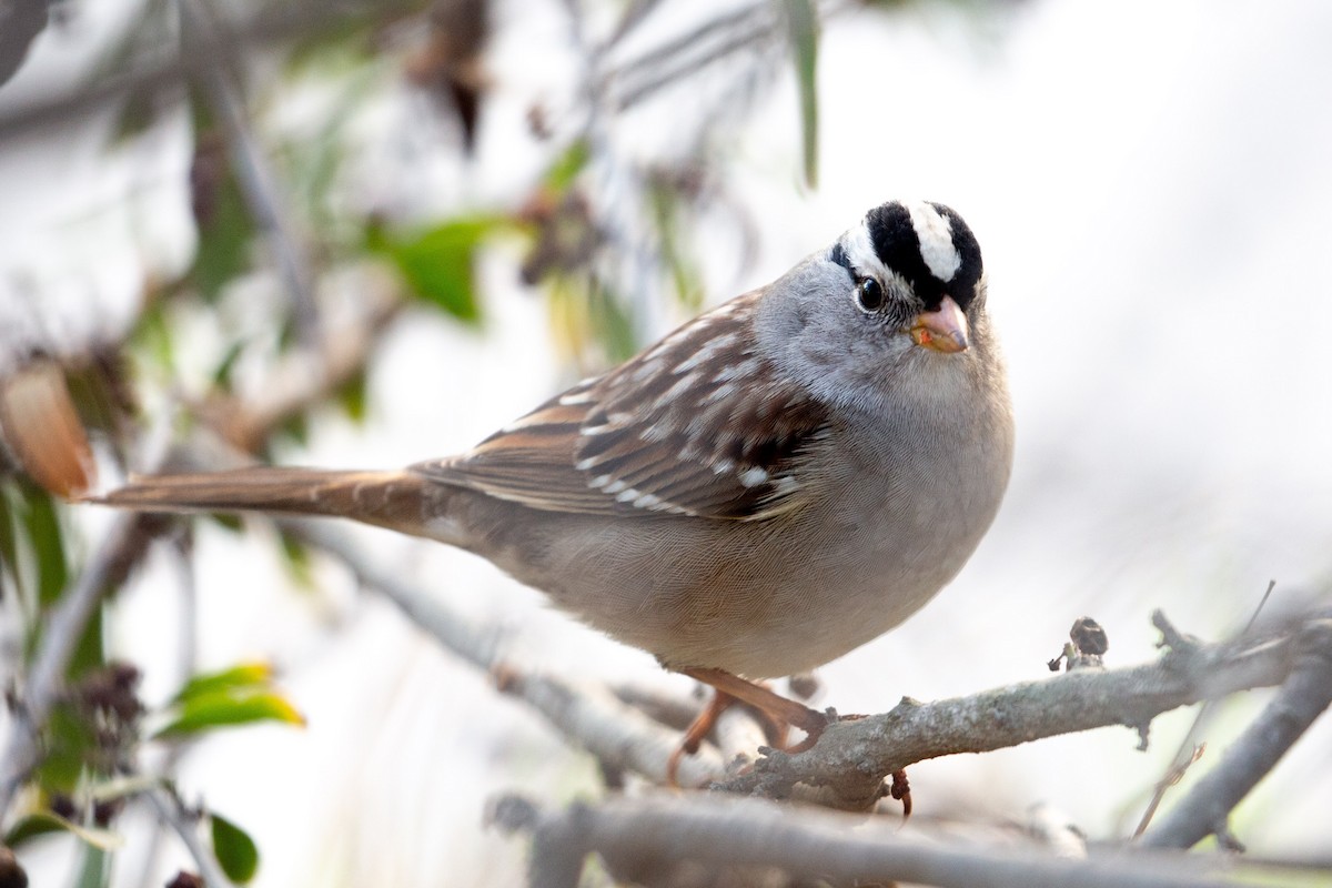 White-crowned Sparrow - ML581554291