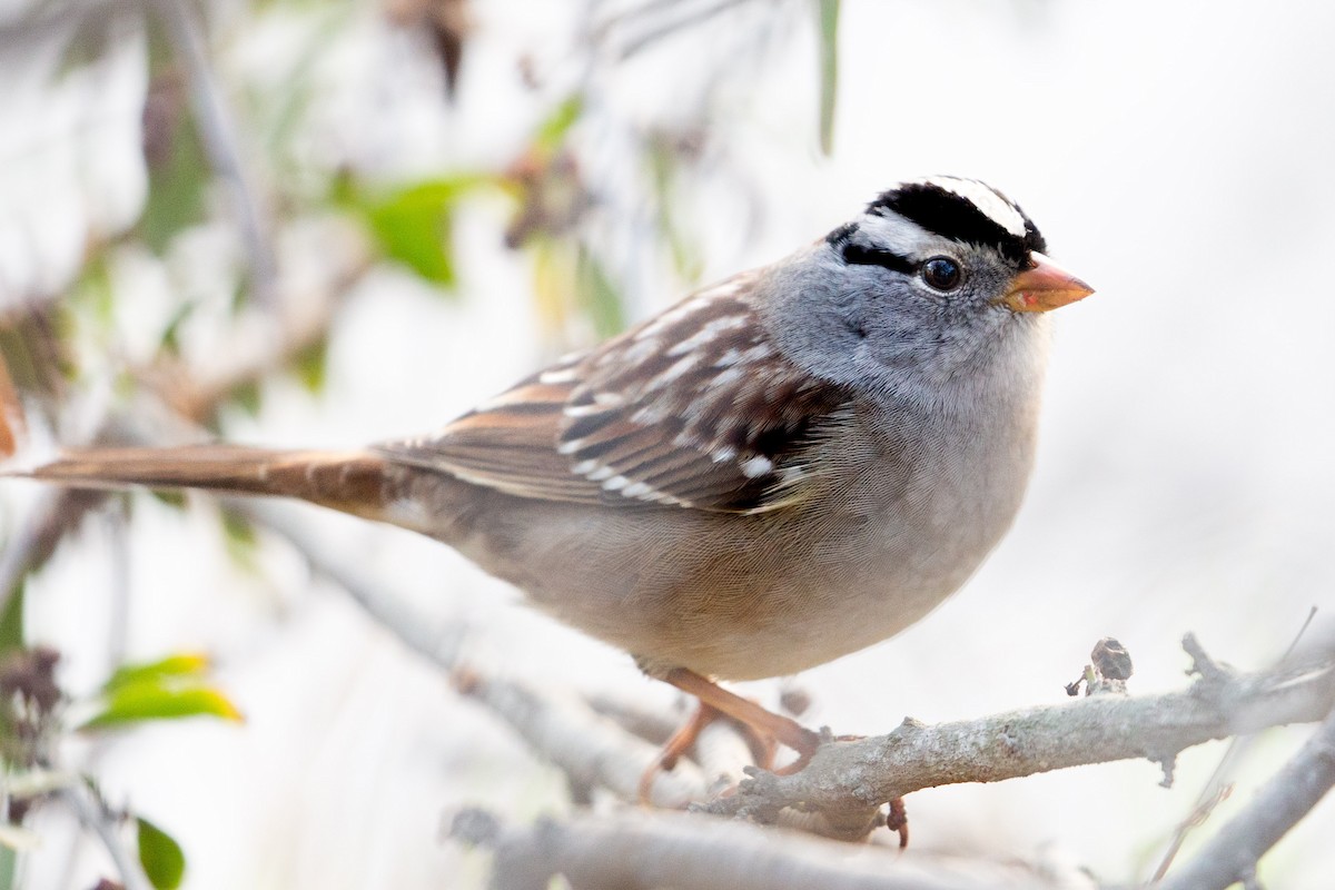 White-crowned Sparrow - ML581554301