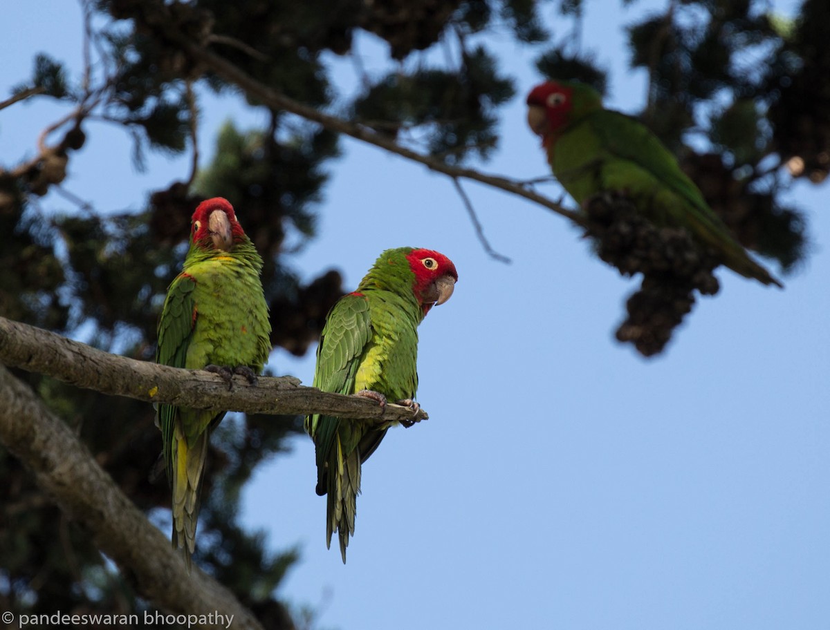 Red-masked Parakeet - Pandeeswaran  Bhoopathy