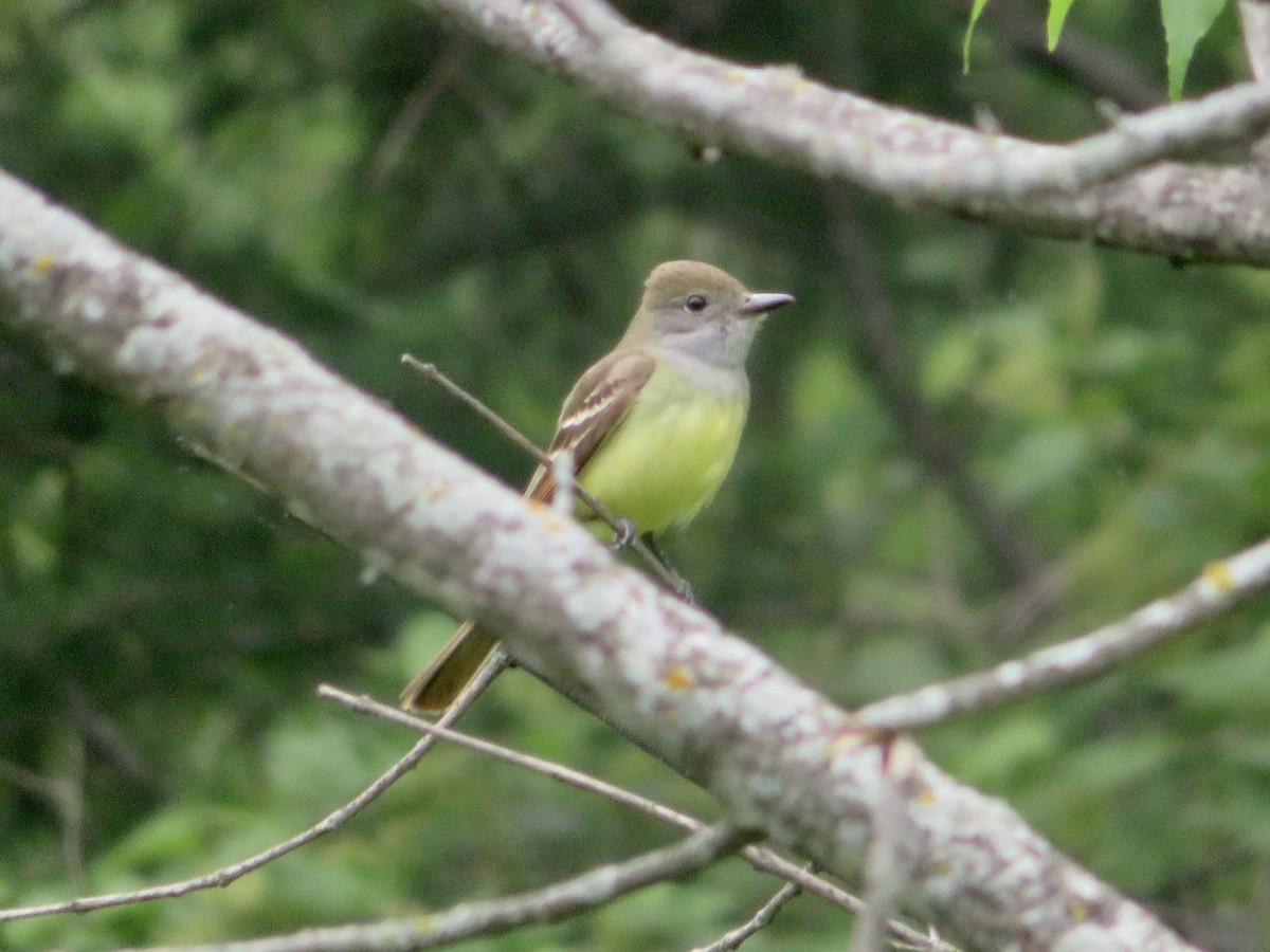 Great Crested Flycatcher - ML581557051