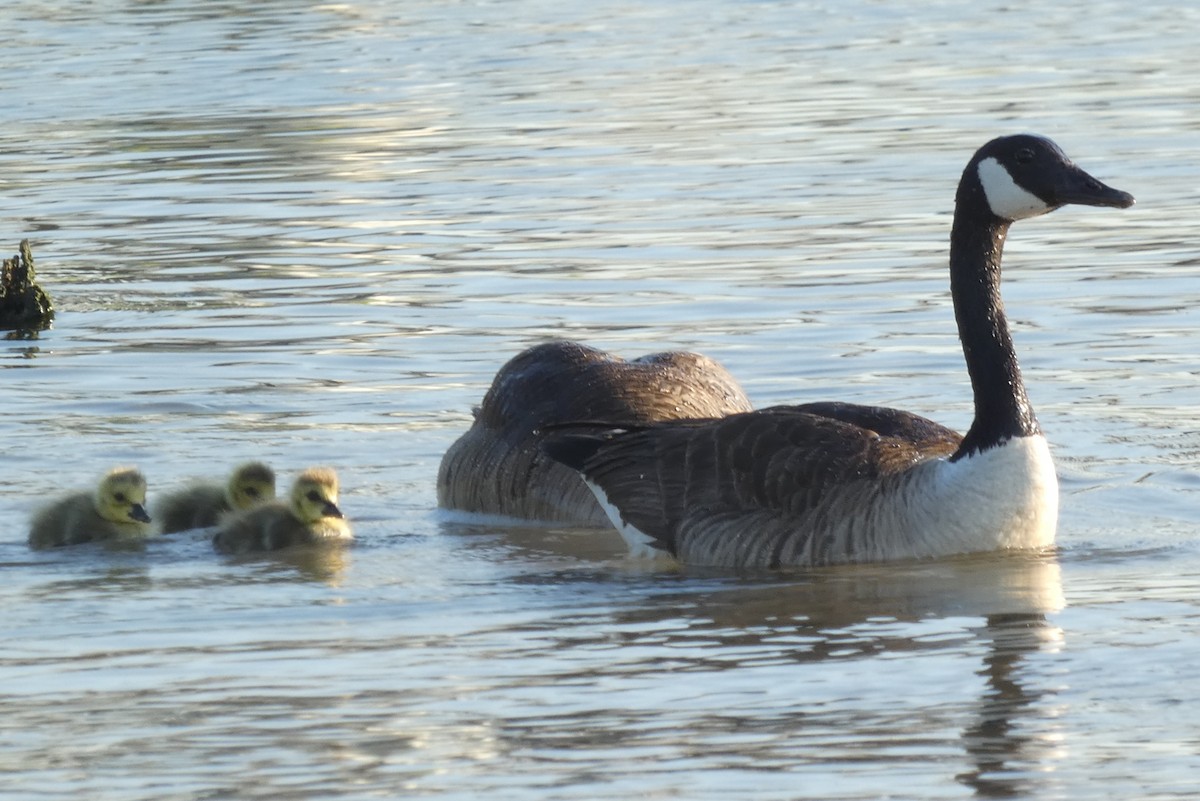 New York Breeding Bird Atlas Checklist - 5 Jun 2023 - Plumb Beach - 15 ...