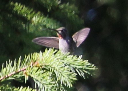 Anna's Hummingbird - ML581559891