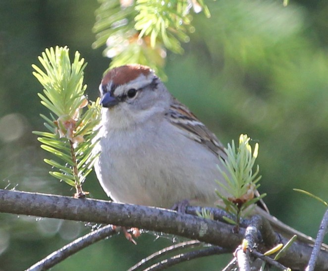 Chipping Sparrow - ML581560231