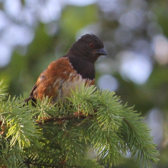 Spotted Towhee - ML581560391