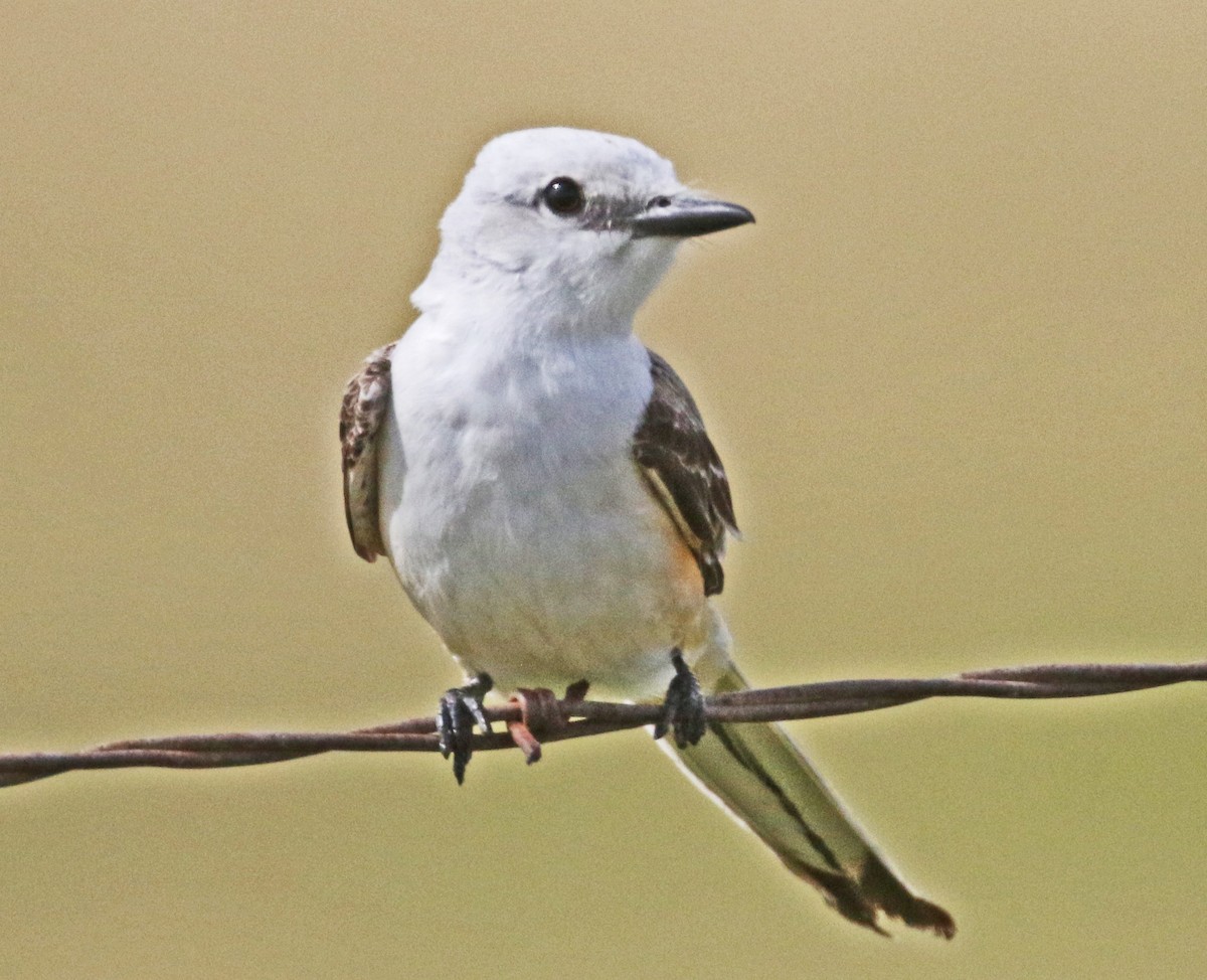 Scissor-tailed Flycatcher - Galen  Stewart