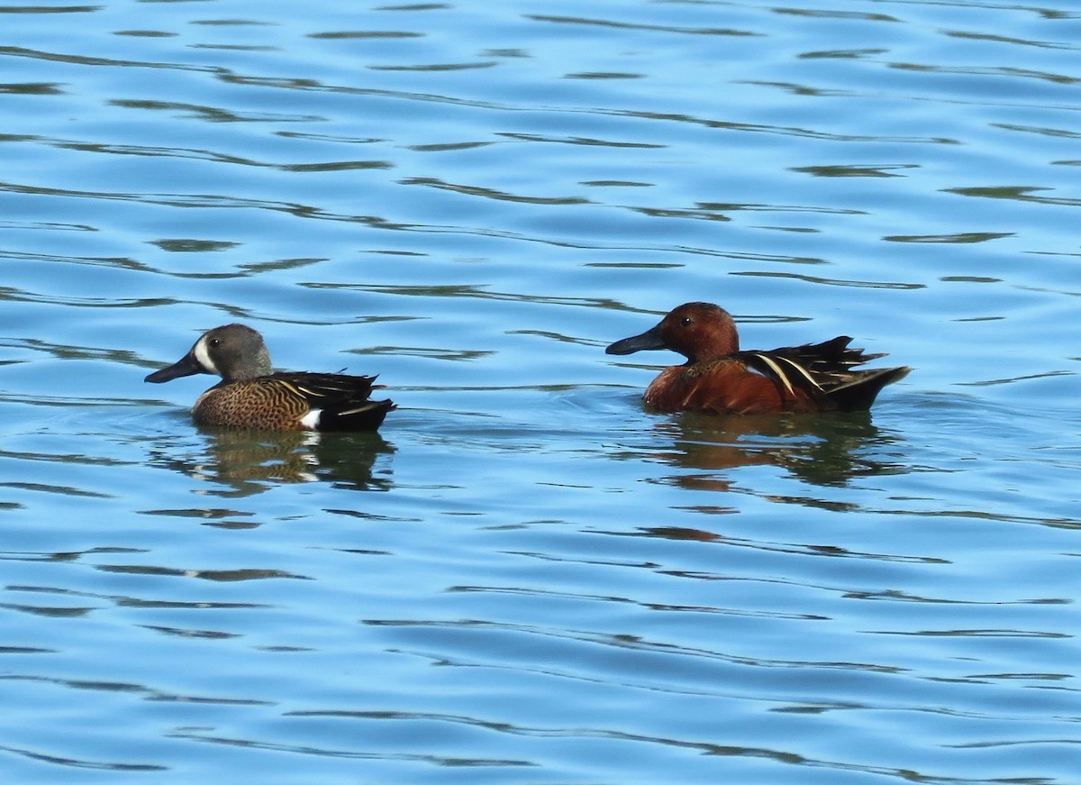 Blue-winged Teal - ML581563421