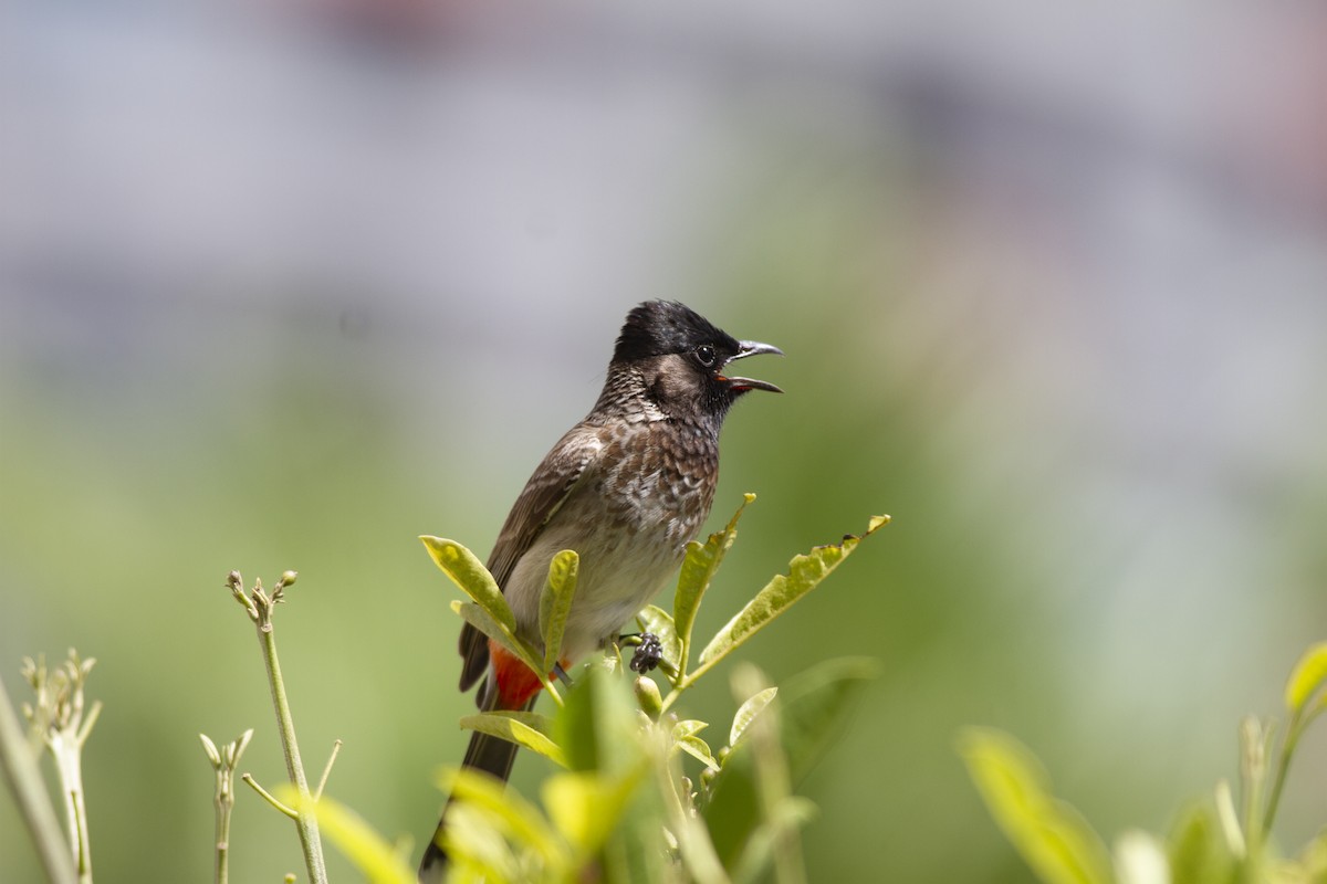 Red-vented Bulbul - ML581568661