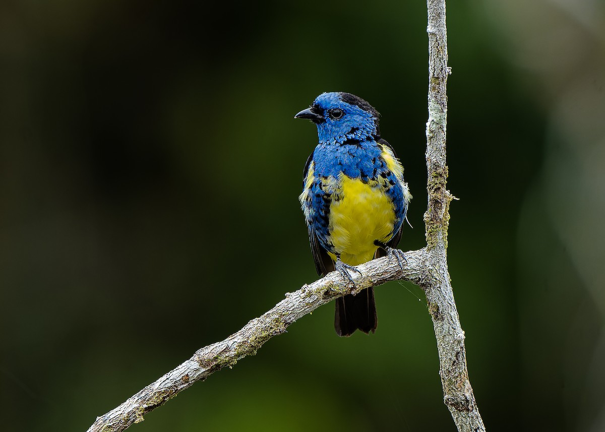 Turquoise Tanager - Guillermo  Saborío Vega