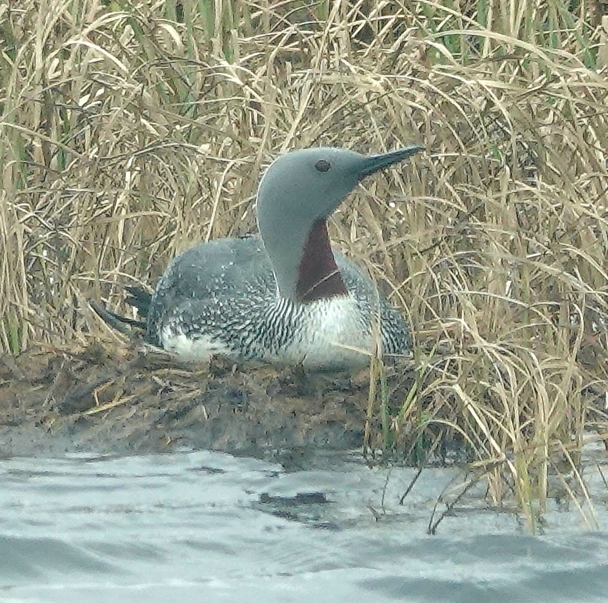 Red-throated Loon - Kathleen Horn