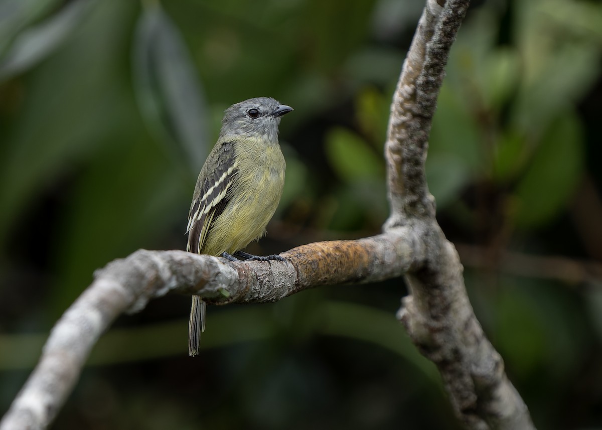 Yellow-crowned Tyrannulet - ML581570631