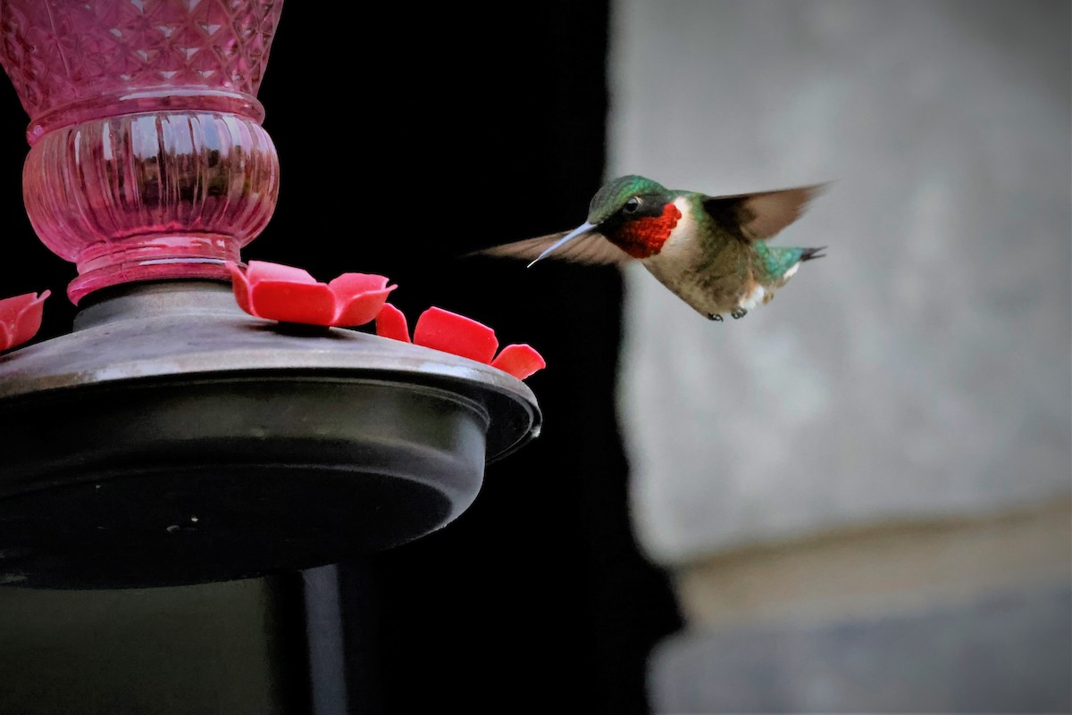 Ruby-throated Hummingbird - ML581575041