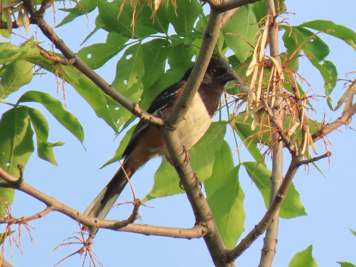 Spotted Towhee - ML581576451
