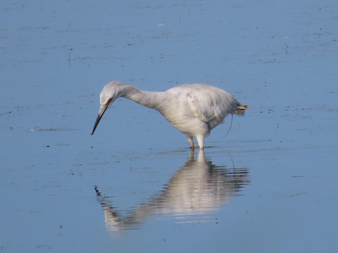 Little Blue Heron - Ruth Bergstrom