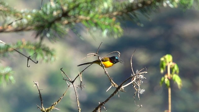 Green-tailed Sunbird - ML581581501
