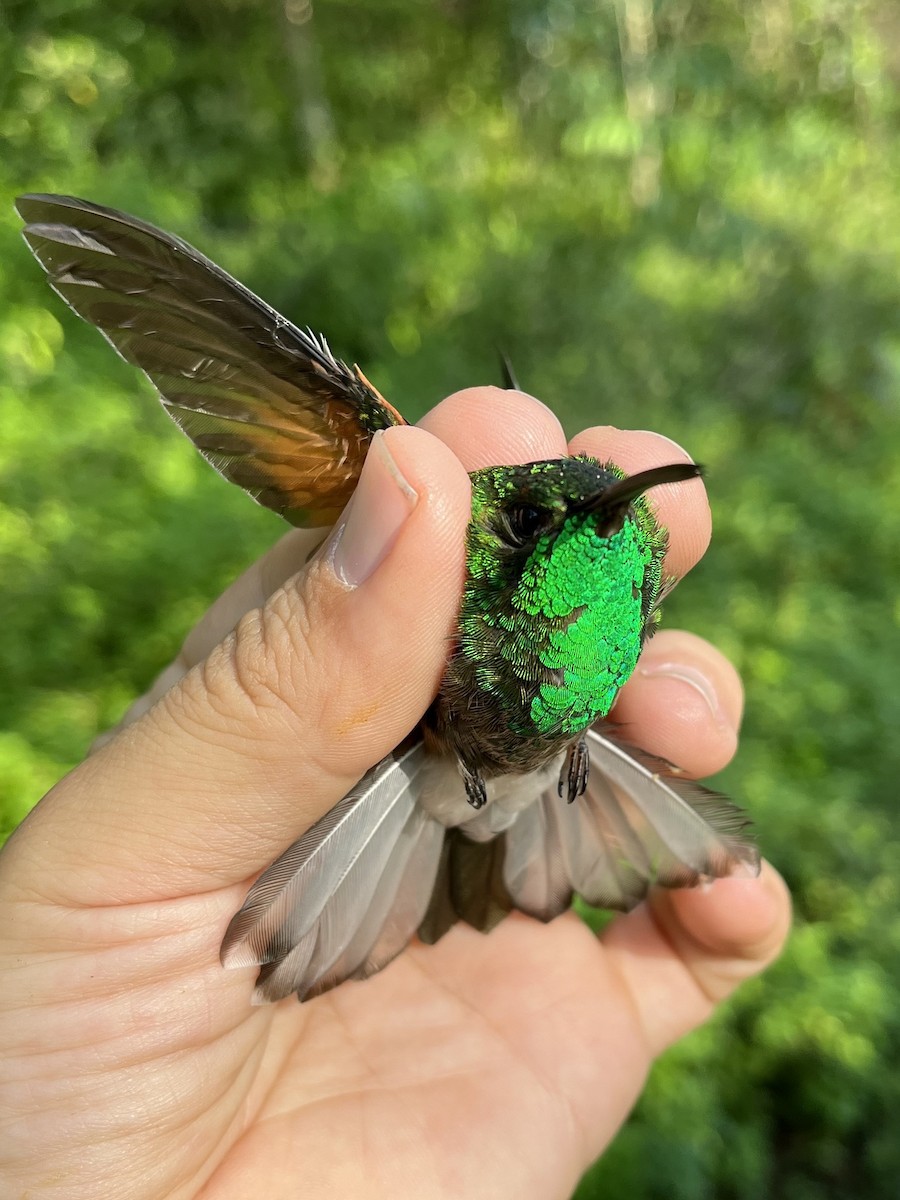 White-tailed Hummingbird - ML581582501