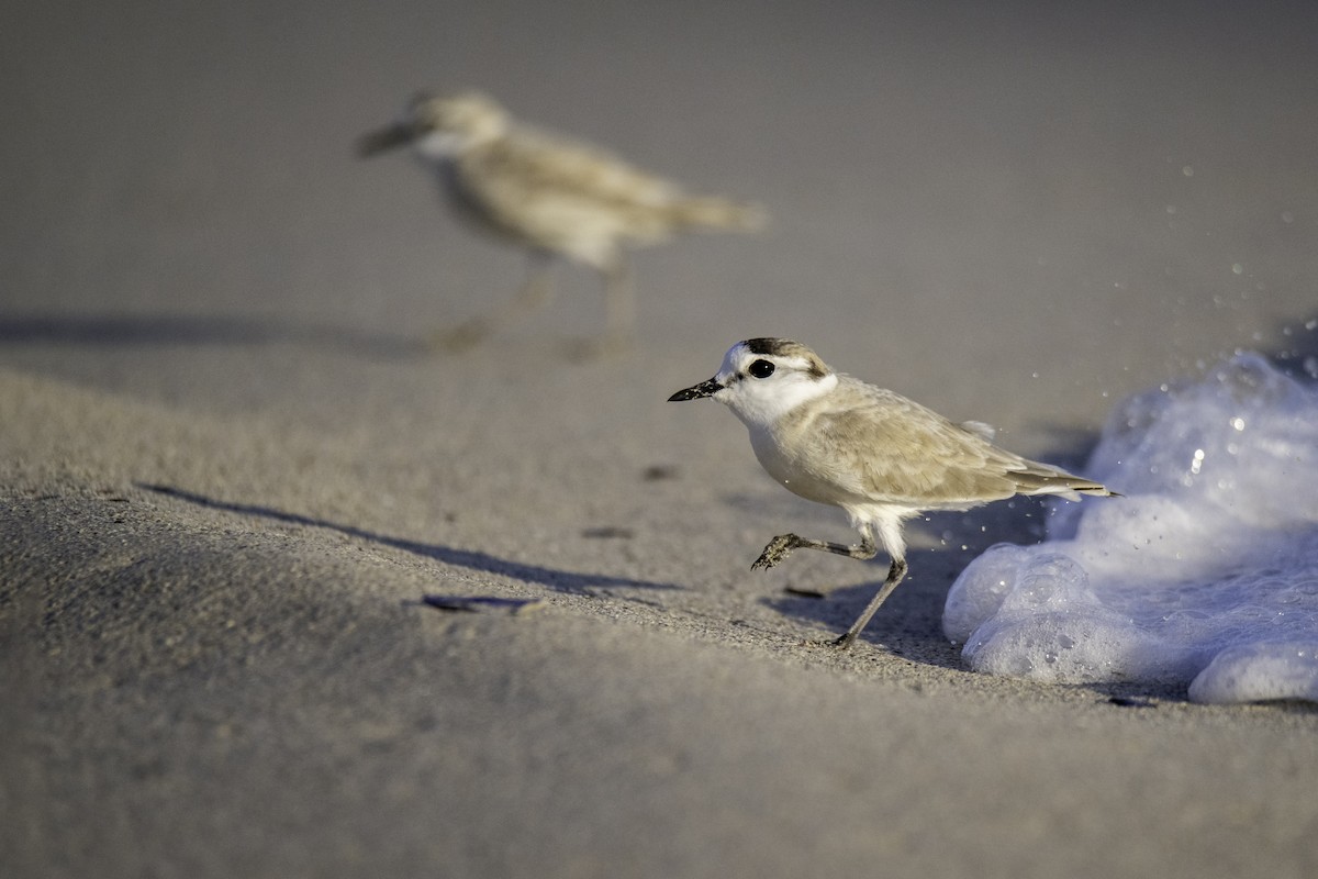 White-fronted Plover - ML581582511
