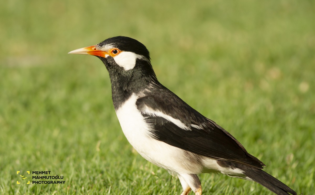 Indian Pied Starling - ML581584771