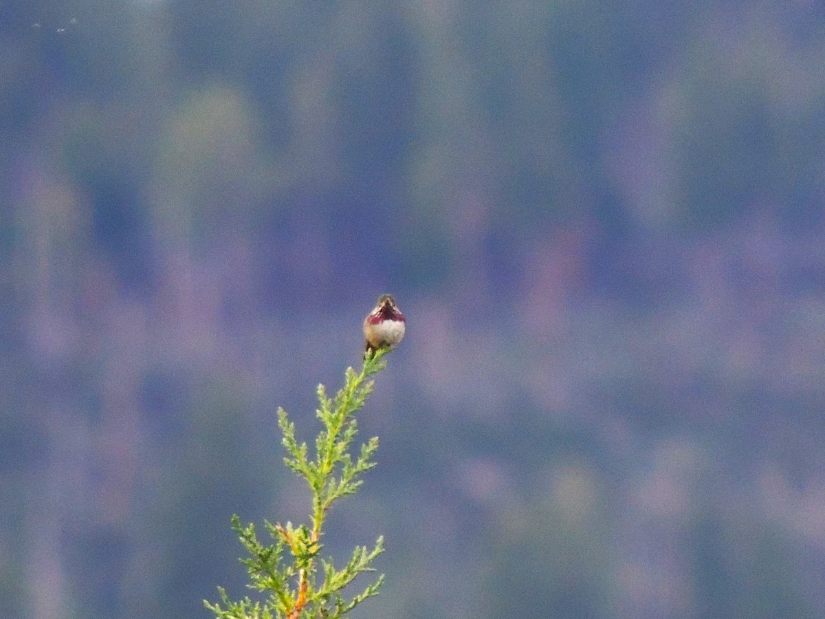 Calliope Hummingbird - ML581585171