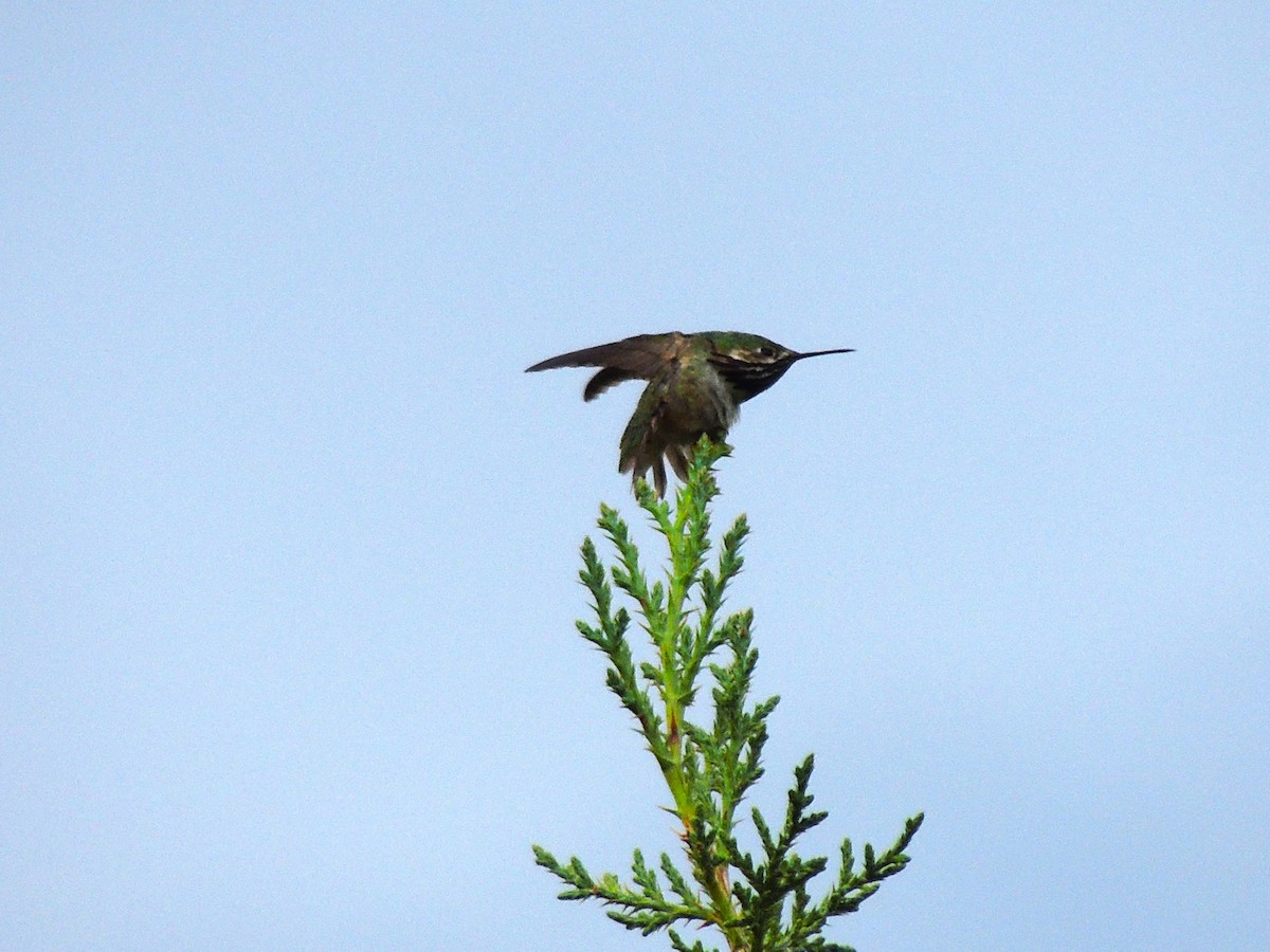 Calliope Hummingbird - Roger Lambert
