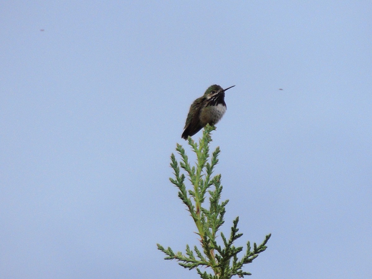 Calliope Hummingbird - ML581585191