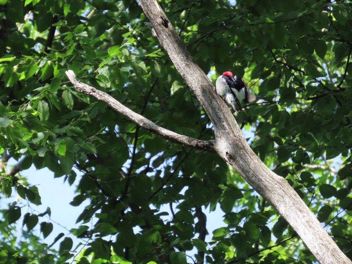 Red-headed Woodpecker - ML581590581