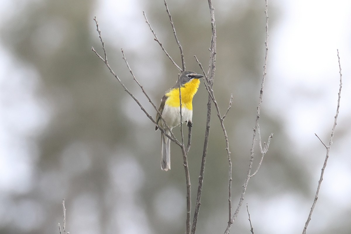 Yellow-breasted Chat - Tom Fangrow