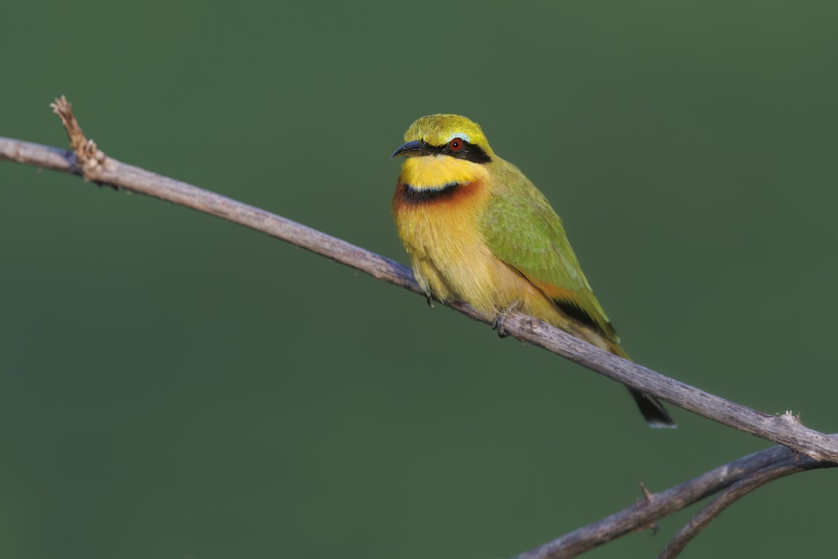 Little Bee-eater - ML581591601