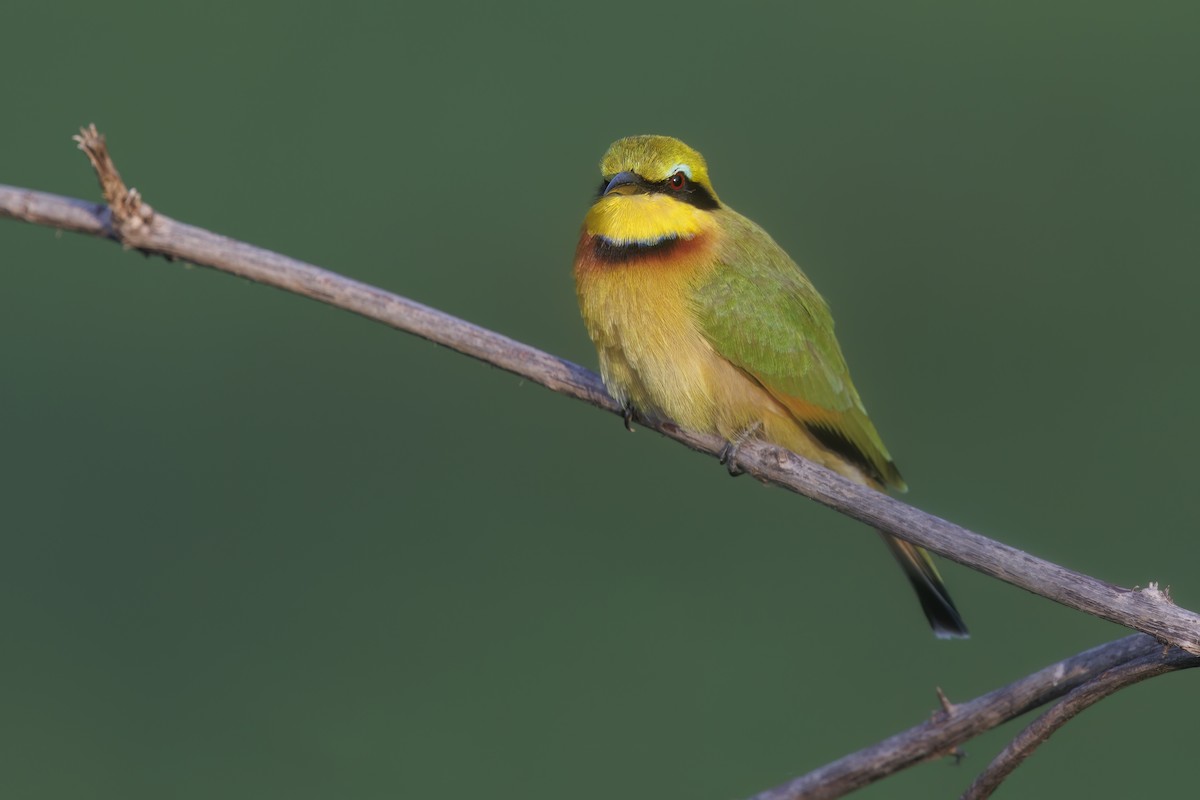 Little Bee-eater - ML581591621