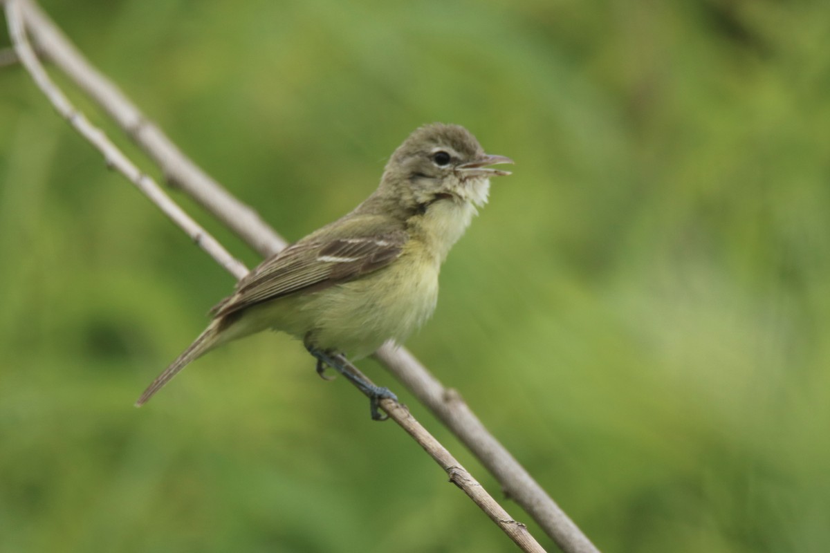Bell's Vireo - Andrew E and Rebecca A Steinmann
