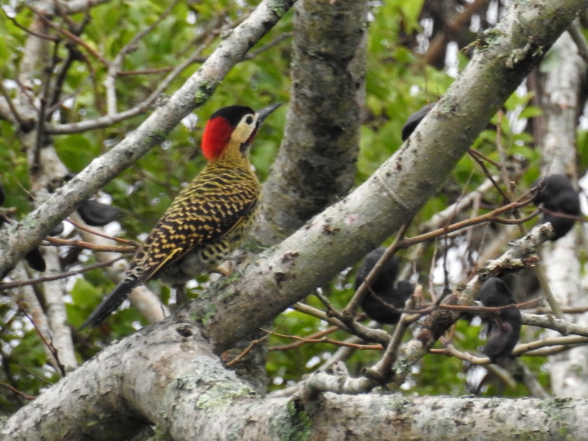 Green-barred Woodpecker - Yoshitharo Kuroki