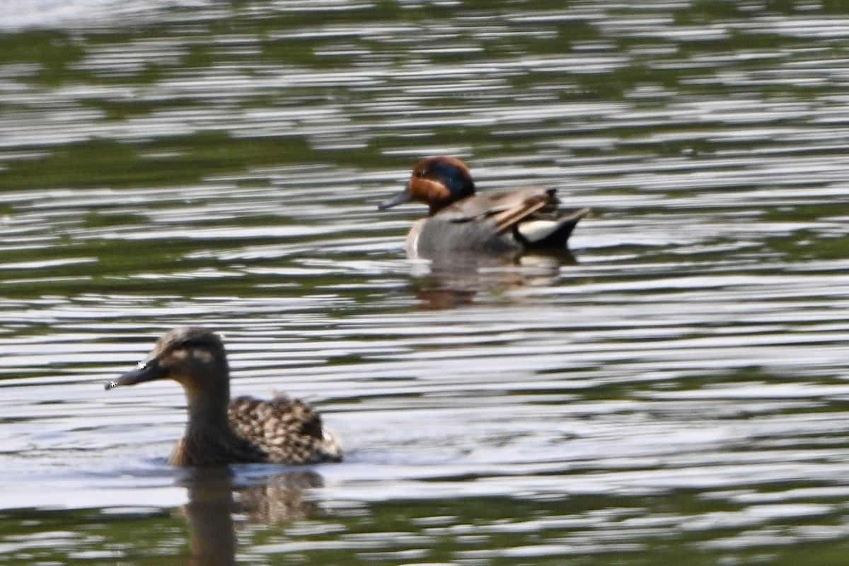 Green-winged Teal - ML581595931