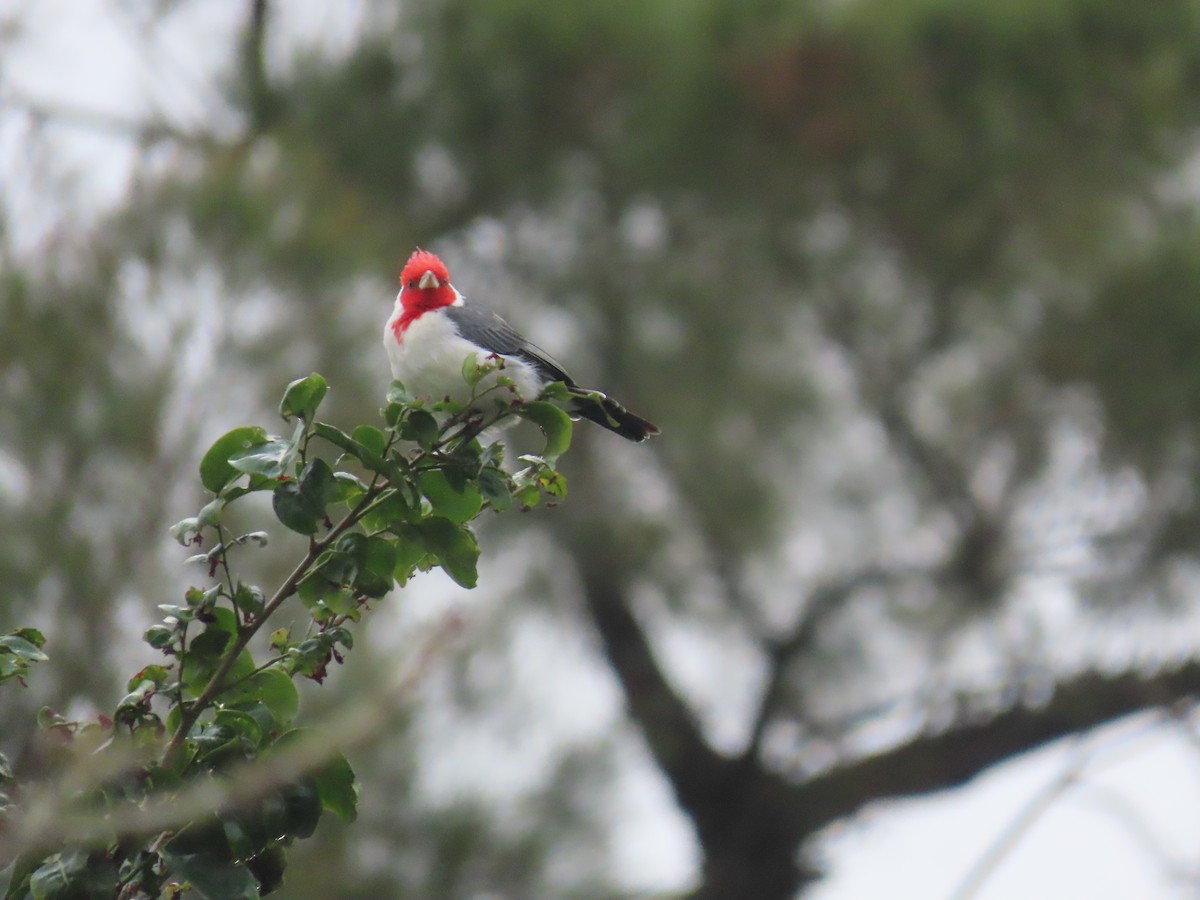 Red-crested Cardinal - ML581598731