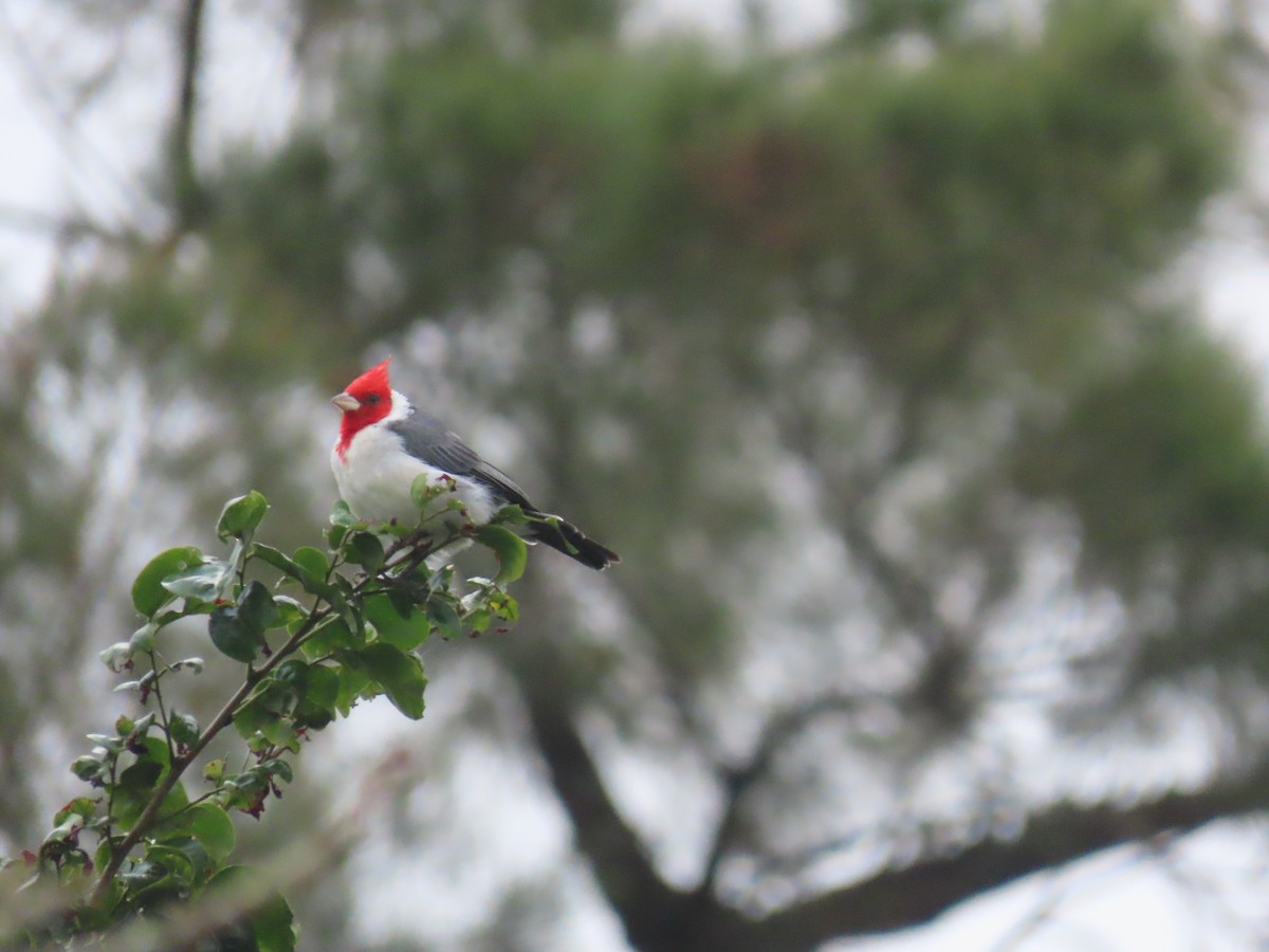 Red-crested Cardinal - Leticia Zimback