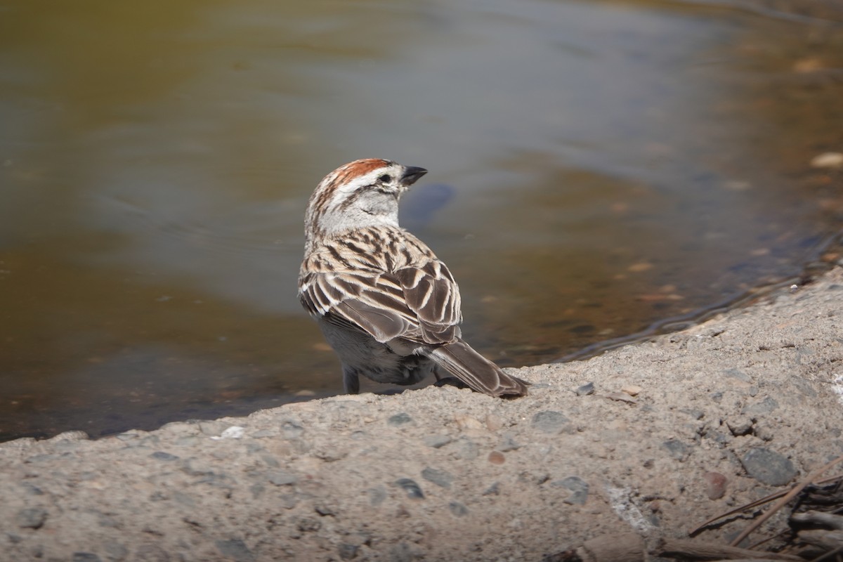 Chipping Sparrow - ML581600221