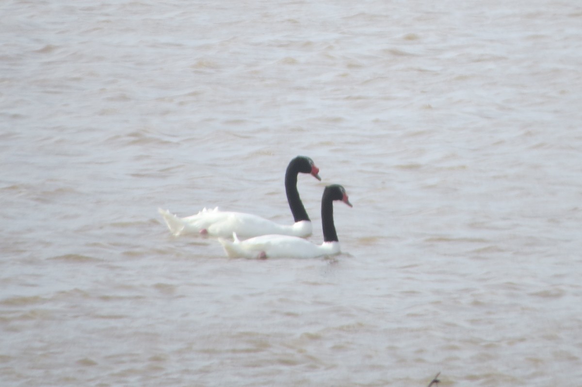 Black-necked Swan - Laura Portugal