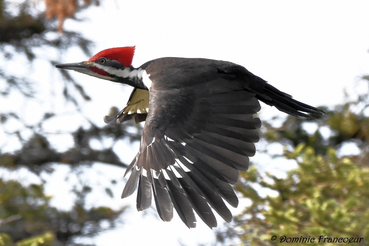 Pileated Woodpecker - ML581602541
