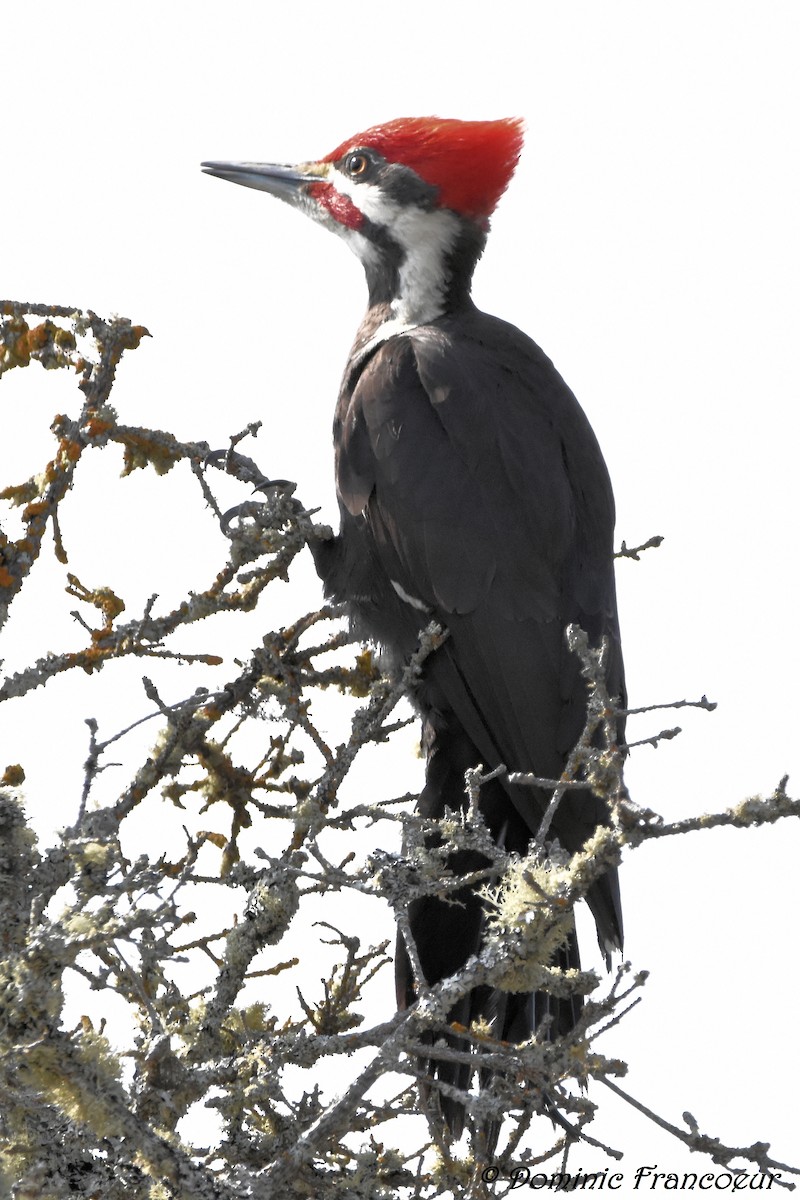 Pileated Woodpecker - ML581602561