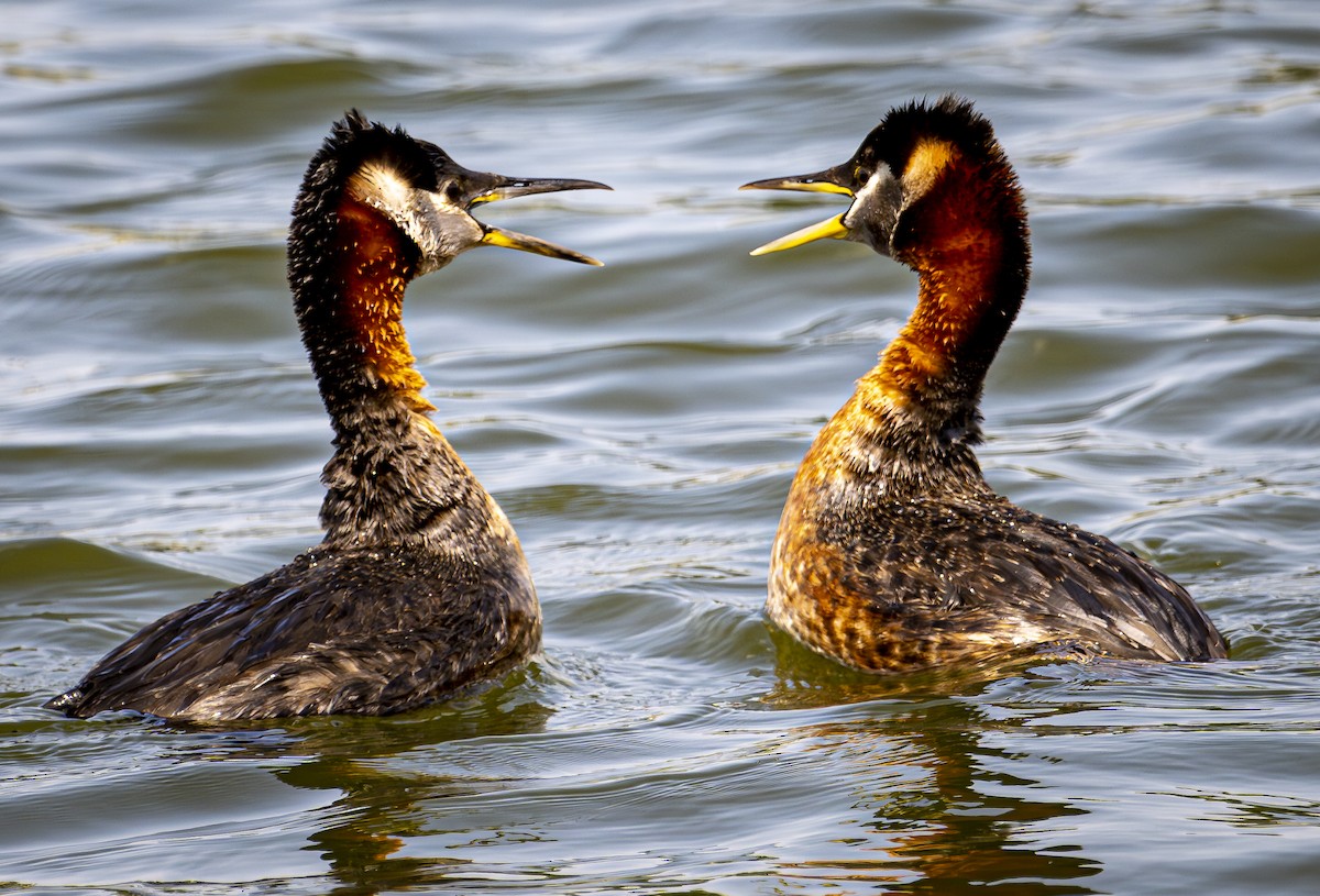 Red-necked Grebe - ML581603501