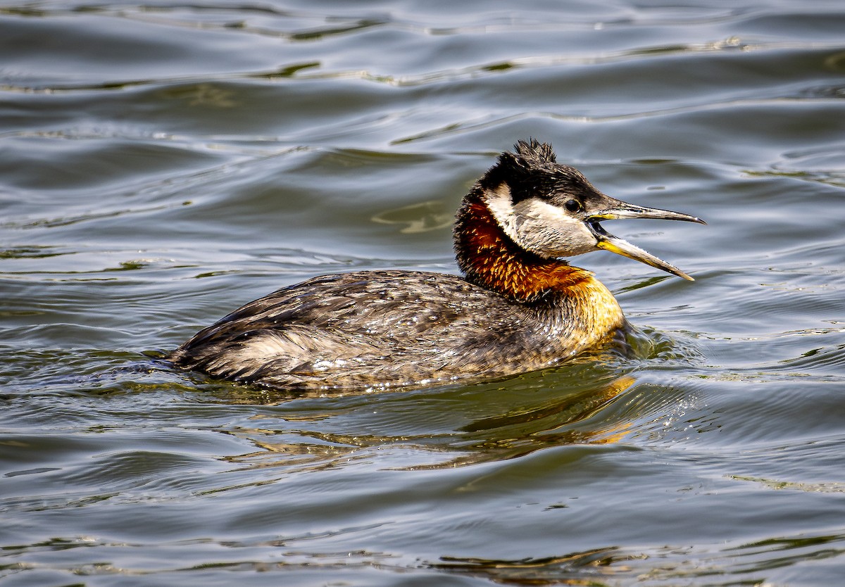 Red-necked Grebe - ML581603511