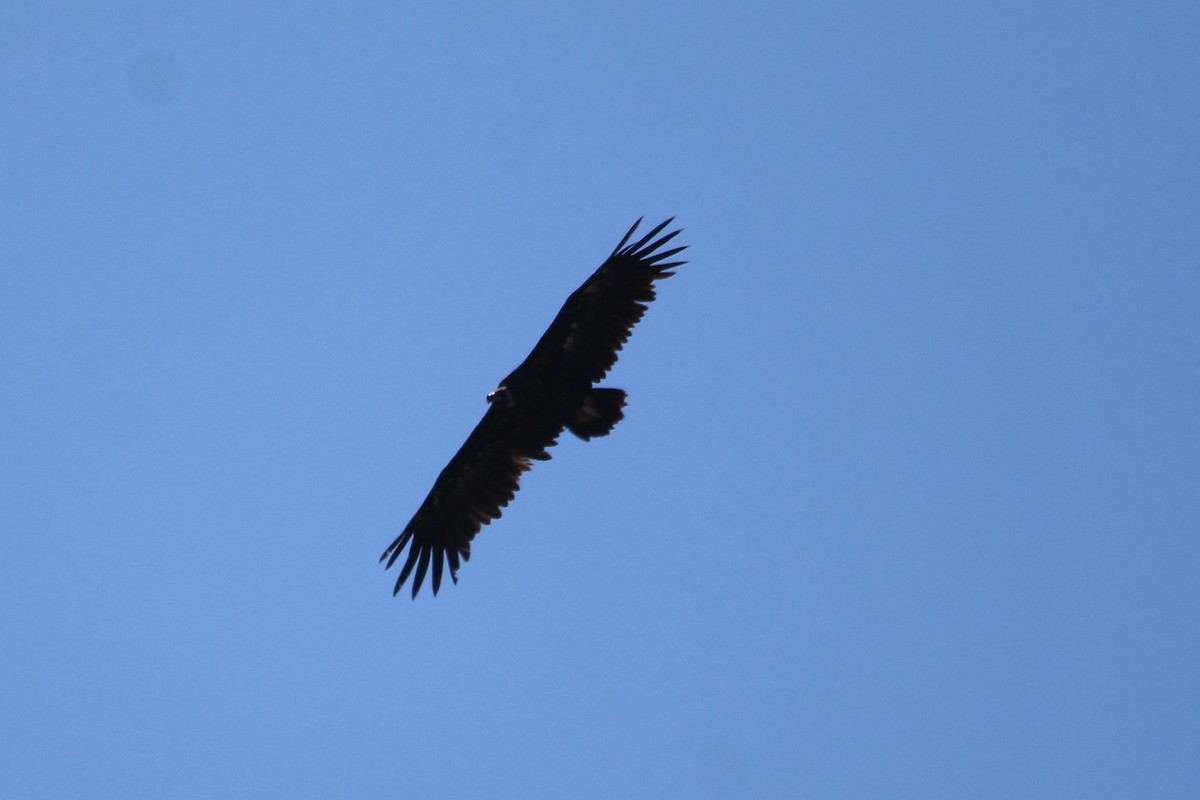 Cinereous Vulture - ML581605471