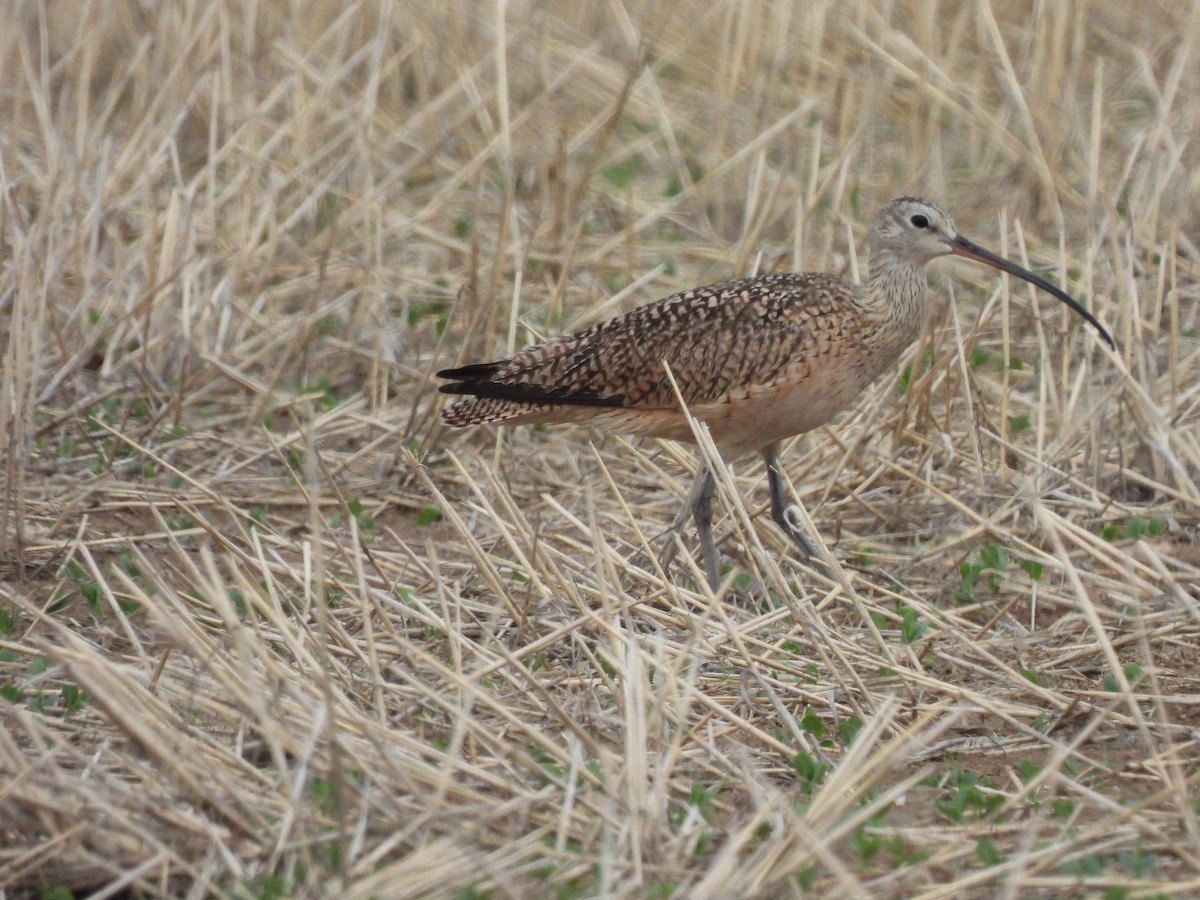 Long-billed Curlew - ML581606061