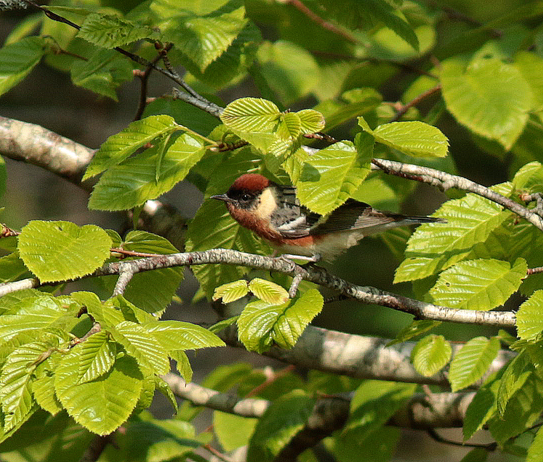 Bay-breasted Warbler - Mike Fahay