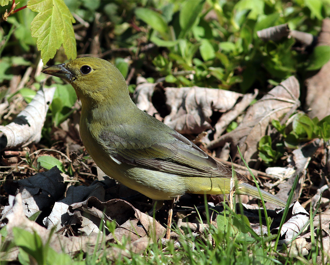 Scarlet Tanager - ML581607161