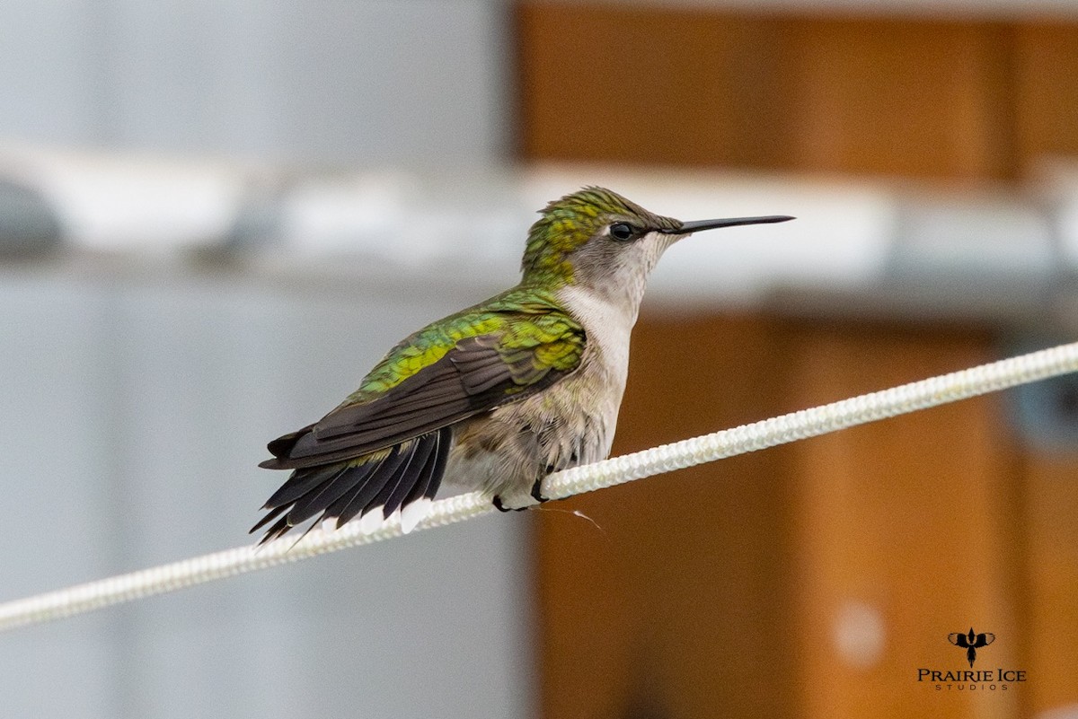 Ruby-throated Hummingbird - John Carlson