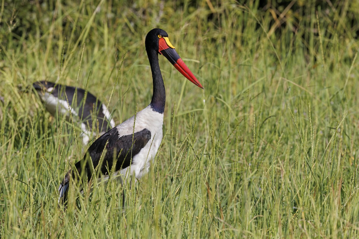 Saddle-billed Stork - ML581607721