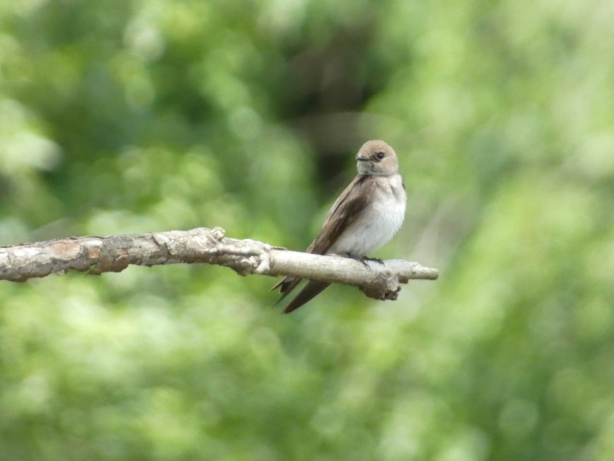 Northern Rough-winged Swallow - ML581614151