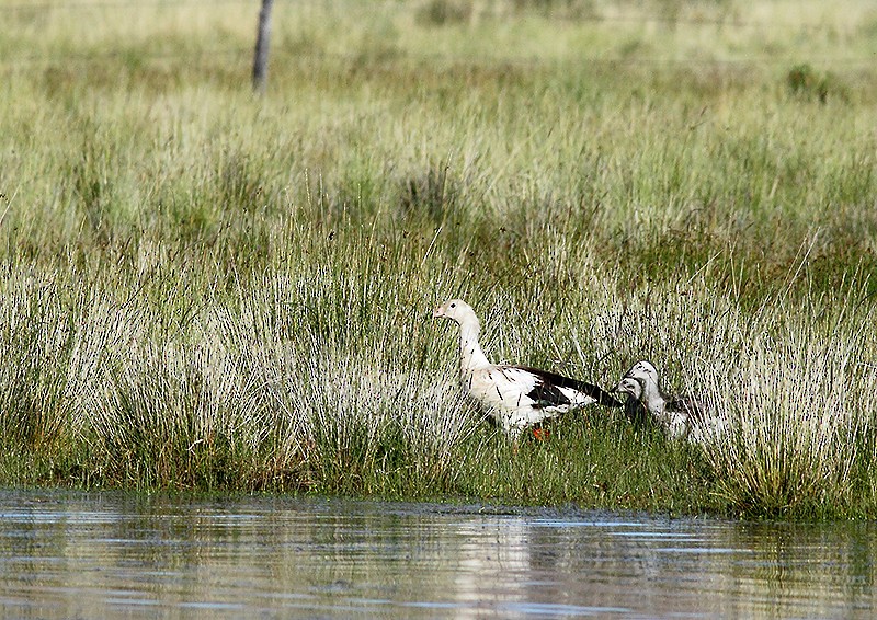 Andean Goose - ML58161471